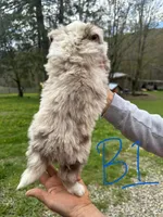 B1, a male Australian Shepherd and Miniature Australian Shepherd for sale in Cattaraugus, NY – Photo 2 of 4