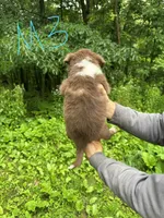 M3, a male Border Collie and Miniature Australian Shepherd for sale in Cattaraugus, NY – 2 of 2