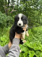 F2, a female Border Collie and Miniature Australian Shepherd for sale in Cattaraugus, NY – 1 of 2