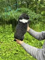 M2, a male Border Collie and Miniature Australian Shepherd for sale in Cattaraugus, NY – 2 of 2
