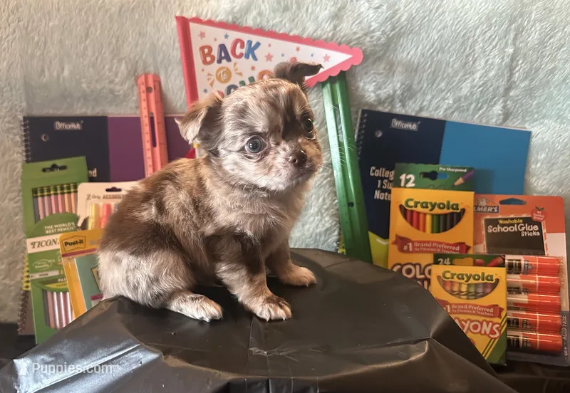 Sneakers – Chihuahua puppy for sale in Cattaraugus, NY