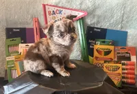 Sneakers, a male Chihuahua for sale in Cattaraugus, NY – 1 of 5