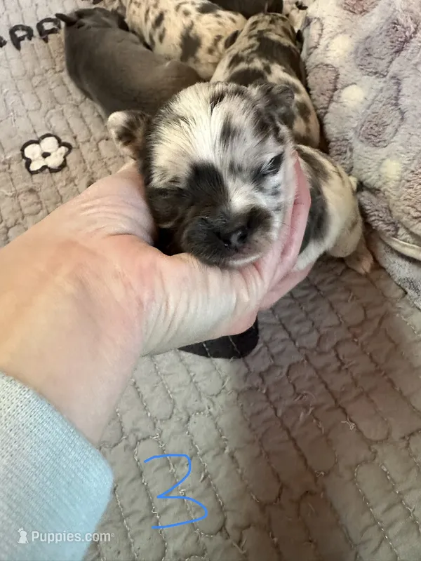 Male3 long hair – Chihuahua puppy for sale in Cattaraugus, NY