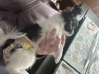 Brindle SOW, a female Chihuahua for sale in Cattaraugus, NY – Photo 6 of 6