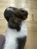 Brindle SOW, a female Chihuahua for sale in Cattaraugus, NY – Photo 2 of 6