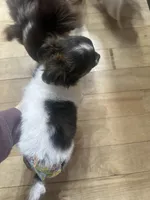 Brindle SOW, a female Chihuahua for sale in Cattaraugus, NY – Photo 5 of 6