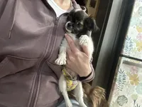 Brindle SOW, a female Chihuahua for sale in Cattaraugus, NY – Photo 3 of 6