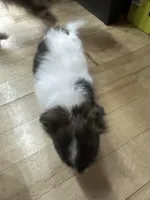 Brindle SOW, a female Chihuahua for sale in Cattaraugus, NY – Photo 4 of 6