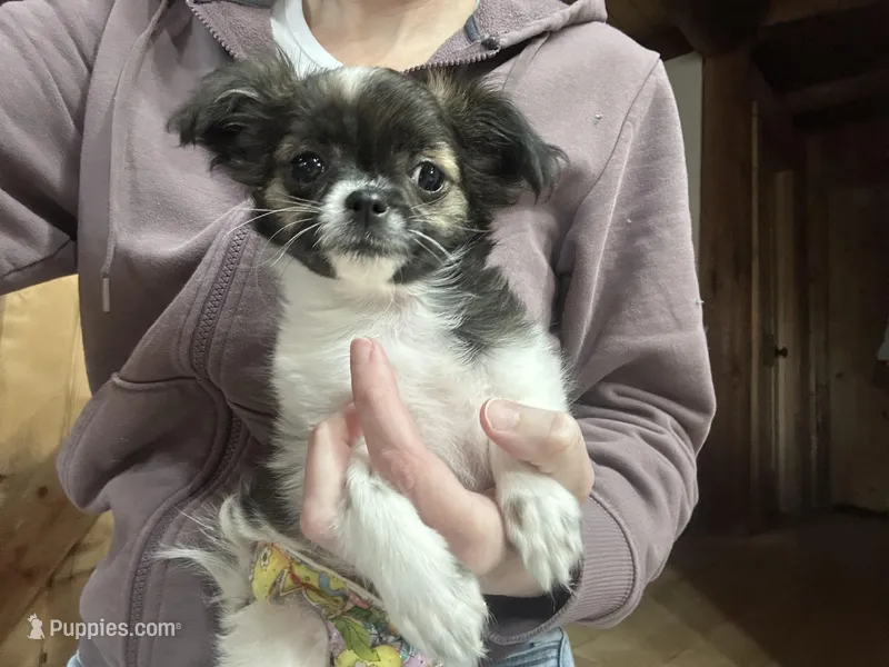 Brindle SOW – Chihuahua puppy for sale in Cattaraugus, NY