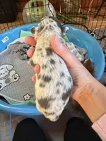 Male1, a male Chihuahua for sale in Cattaraugus, NY – 2 of 3
