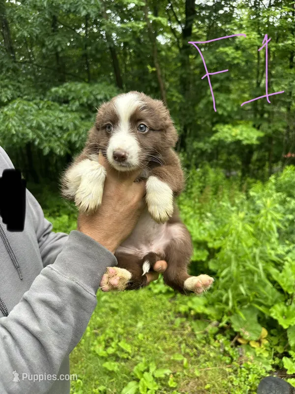 F1 – Australian Shepherd, Miniature Australian Shepherd puppy for sale in Cattaraugus, NY
