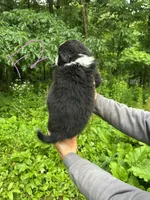 F2, a female Border Collie and Miniature Australian Shepherd for sale in Cattaraugus, NY – 2 of 2