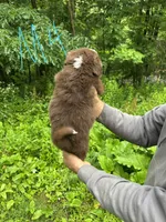 M4, a male Border Collie and Miniature Australian Shepherd for sale in Cattaraugus, NY – 2 of 2
