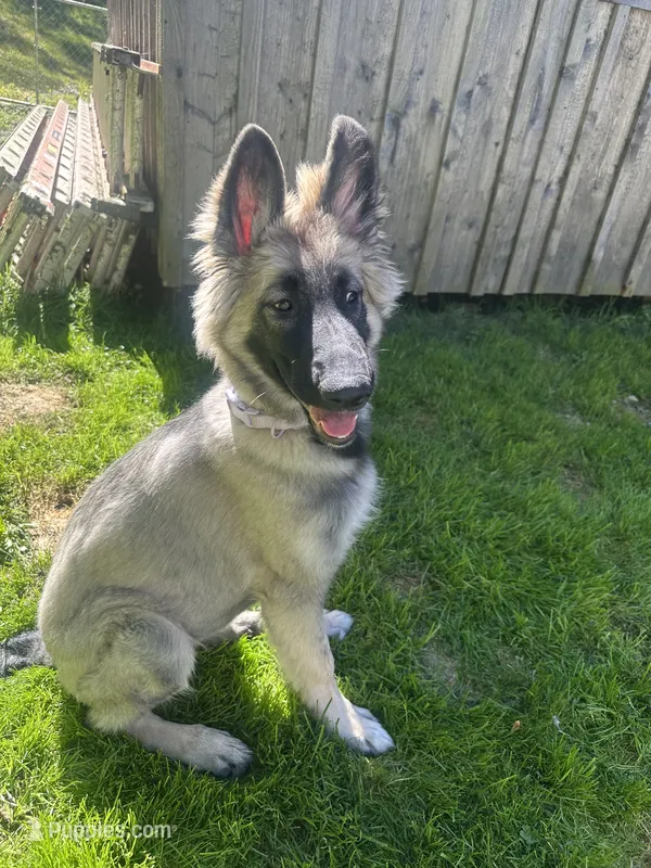 Shiloh – German Shepherd Dog puppy for sale in Cattaraugus, NY