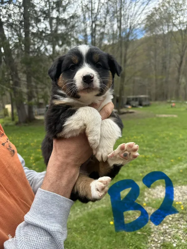 B2, a male Australian Shepherd and Miniature Australian Shepherd for sale in Cattaraugus, NY – Photo 1 of 4