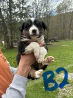 B2, a male Australian Shepherd and Miniature Australian Shepherd for sale in Cattaraugus, NY – Photo 1 of 4