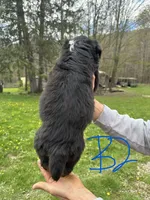 B2, a male Australian Shepherd and Miniature Australian Shepherd for sale in Cattaraugus, NY – Photo 2 of 4