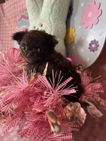 Puppy1, a female Chihuahua for sale in Cattaraugus, NY – Photo 1 of 3