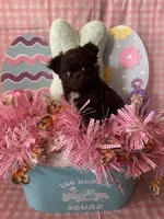 Puppy1, a female Chihuahua for sale in Cattaraugus, NY – Photo 3 of 3