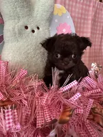 Puppy1, a female Chihuahua for sale in Cattaraugus, NY – Photo 2 of 3