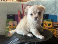 Backpack, a male Chihuahua for sale in Cattaraugus, NY – 2 of 6