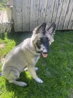 Shiloh, a female German Shepherd Dog for sale in Cattaraugus, NY – 2 of 4
