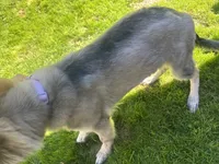 Shiloh, a female German Shepherd Dog for sale in Cattaraugus, NY – 3 of 4