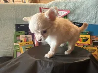 Dahlia, a female Chihuahua for sale in Cattaraugus, NY – 2 of 3