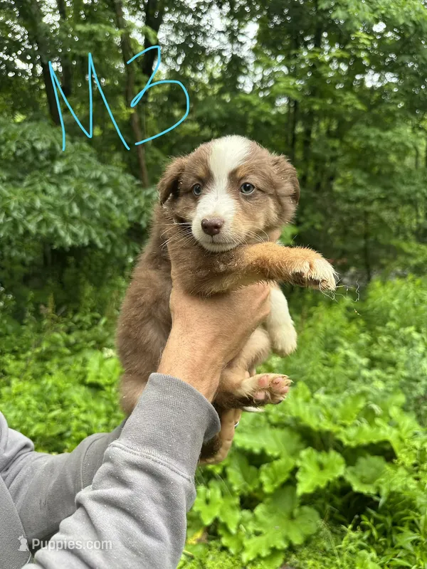 M3 – Border Collie, Miniature Australian Shepherd puppy for sale in Cattaraugus, NY