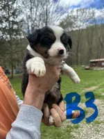 B3, a male Border Collie and Miniature Australian Shepherd for sale in Cattaraugus, NY – Photo 1 of 4