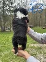 B3, a male Border Collie and Miniature Australian Shepherd for sale in Cattaraugus, NY – Photo 2 of 4