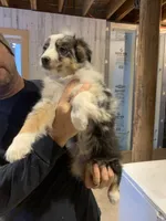 Journey , a female Miniature Australian Shepherd and Miniature American Shepherd for sale in Cattaraugus, NY – Photo 1 of 3
