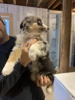 Journey , a female Miniature Australian Shepherd and Miniature American Shepherd for sale in Cattaraugus, NY – Photo 3 of 3