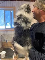 Journey , a female Miniature Australian Shepherd and Miniature American Shepherd for sale in Cattaraugus, NY – Photo 2 of 3