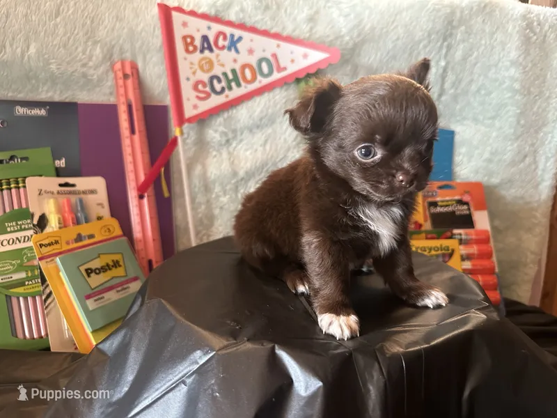 Lunchbox  – Chihuahua puppy for sale in Cattaraugus, NY
