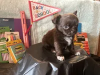 Lunchbox , a male Chihuahua for sale in Cattaraugus, NY – 1 of 5