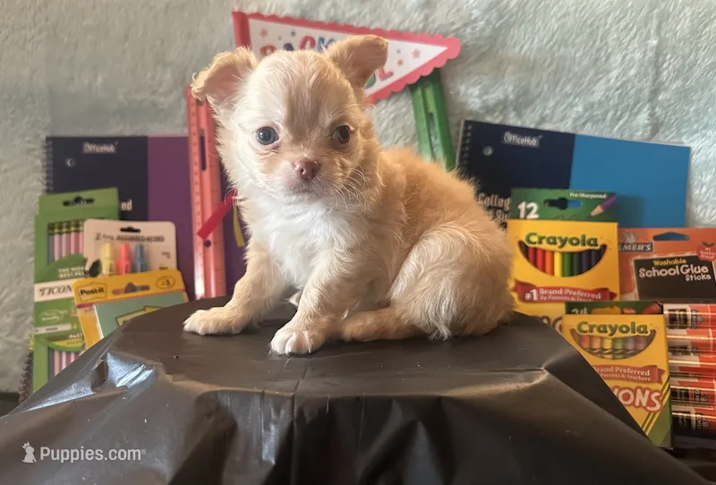 Sunflower  – Chihuahua puppy for sale in Cattaraugus, NY