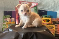 Sunflower , a female Chihuahua for sale in Cattaraugus, NY – 1 of 4