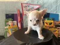 Dahlia, a female Chihuahua for sale in Cattaraugus, NY – 3 of 3