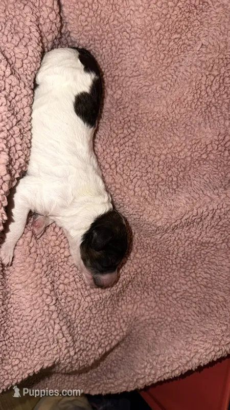 6 – Poodle - Standard  puppy for sale in Houston, TX