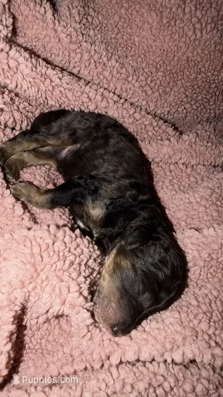 4 – Poodle - Standard  puppy for sale in Houston, TX