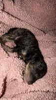 4, a male Poodle - Standard  for sale in Houston, TX – 1 of 1
