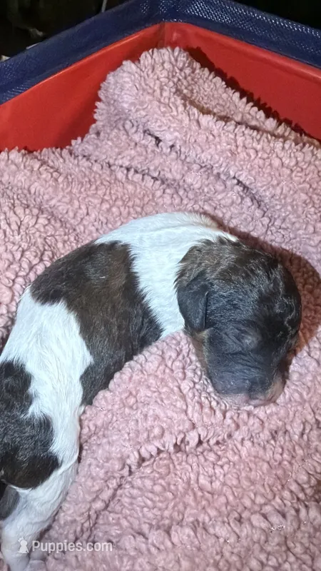 3 – Poodle - Standard  puppy for sale in Houston, TX
