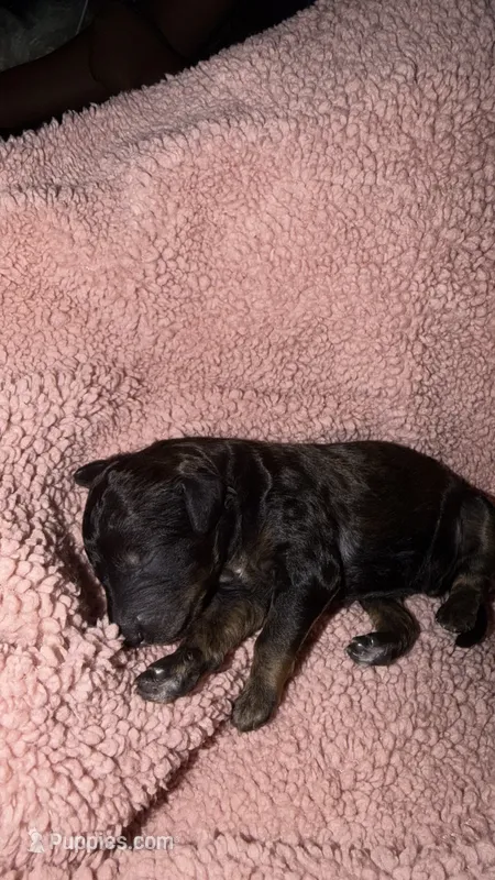 1 – Poodle - Standard  puppy for sale in Houston, TX