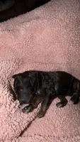 1, a male Poodle - Standard  for sale in Houston, TX – 1 of 1