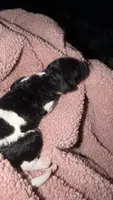 2, a male Poodle - Standard  for sale in Houston, TX – 1 of 1