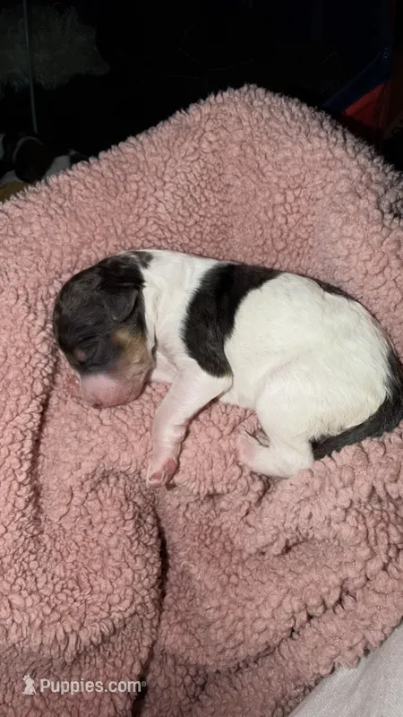 7 – Poodle - Standard  puppy for sale in Houston, TX
