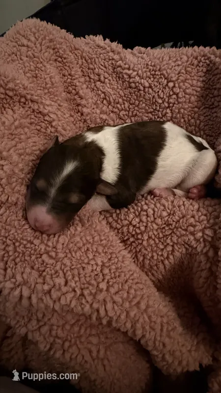 8 – Poodle - Standard  puppy for sale in Houston, TX