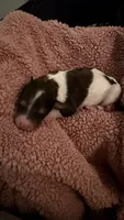 8, a female Poodle - Standard  for sale in Houston, TX – 1 of 1