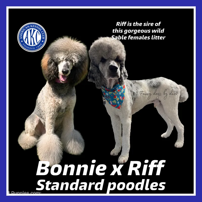 Christmas  – Poodle - Multi-Colored Standard, Poodle - Standard  puppy for sale in Houston, TX